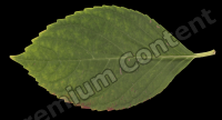 decal leaf 0004